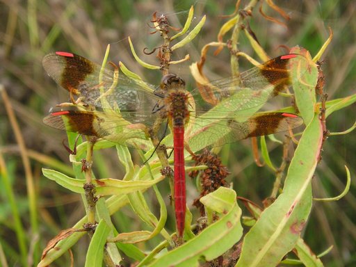 Dragonflies of Bulgaria